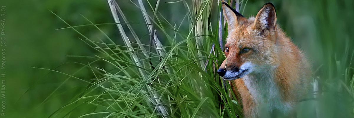 Renard