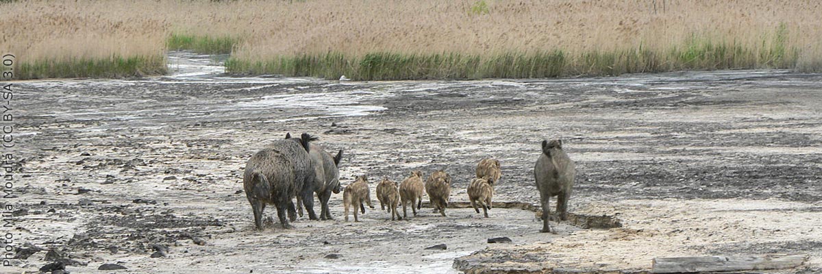 Sanglier